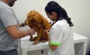 Navet-servicios-veterinaria-1