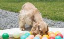 Navet-veterinaria-6